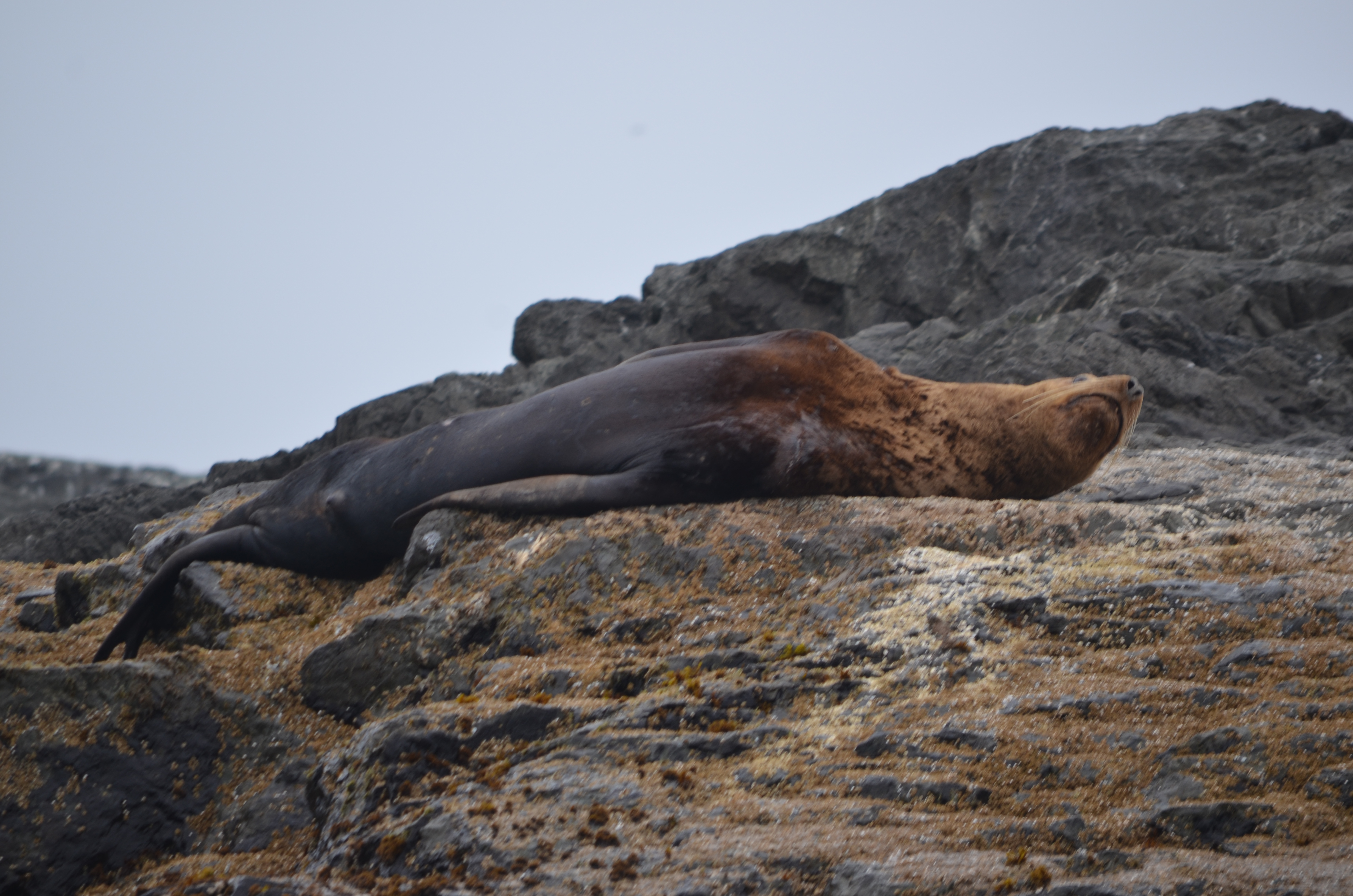 photos/wildlife/Mammal_Species/Steller Sea Lion/DSC_0342.JPG